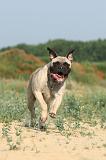 BULLMASTIFF 211